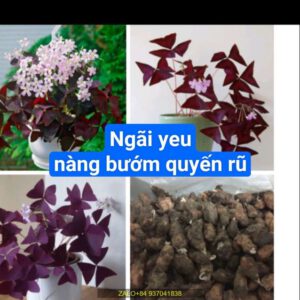 Ngãi yêu nàng bướm quyến rũ