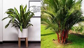 Trồng  cây gì đem lại giàu có linh nghiệm hiệu quả cao